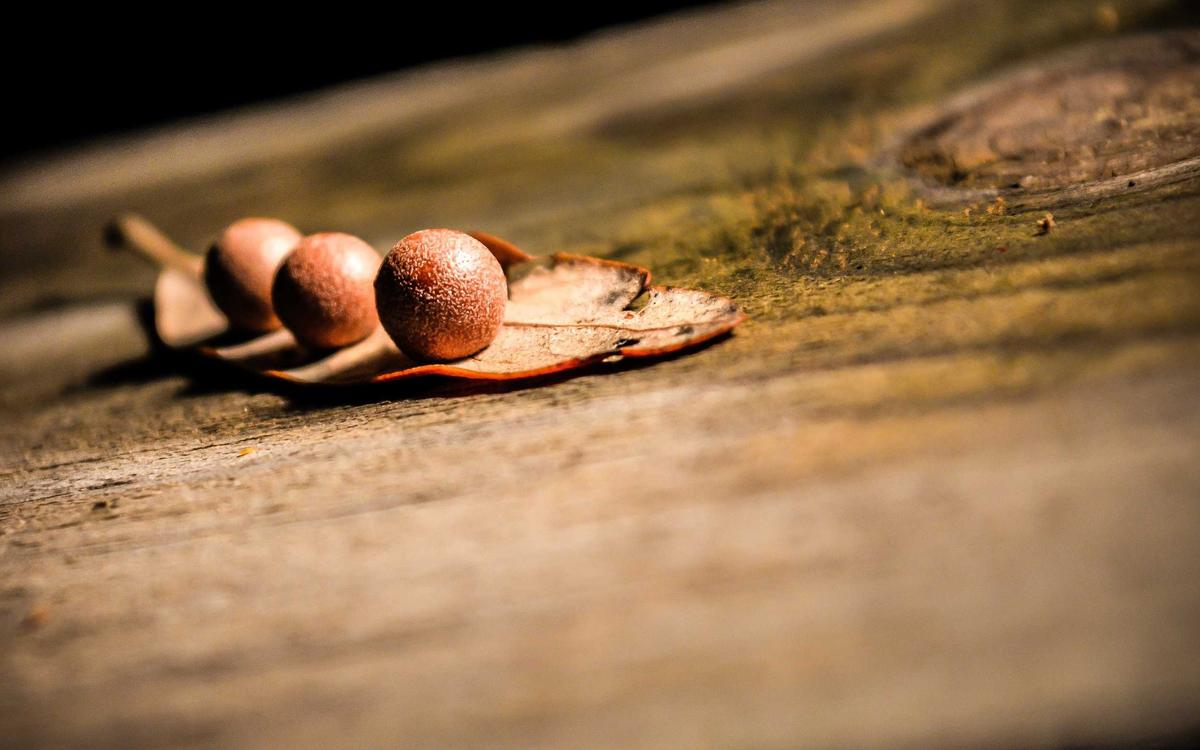 Choosing the Right Wood for Your Kitchen Cabinets